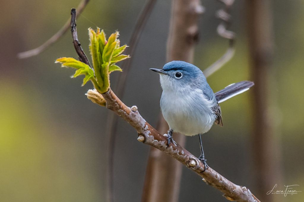 Blue-gray Gnatcatcher - FeederWatch