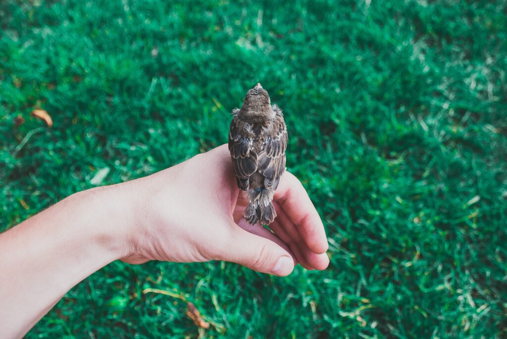 A bird alights on a person's hand.